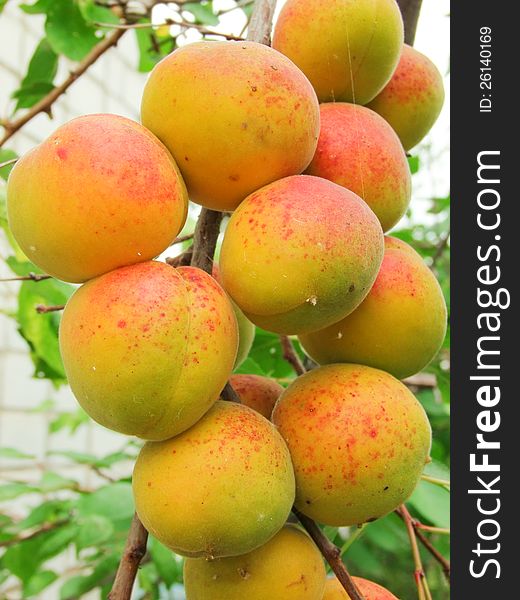 Ripe apricots on the branch