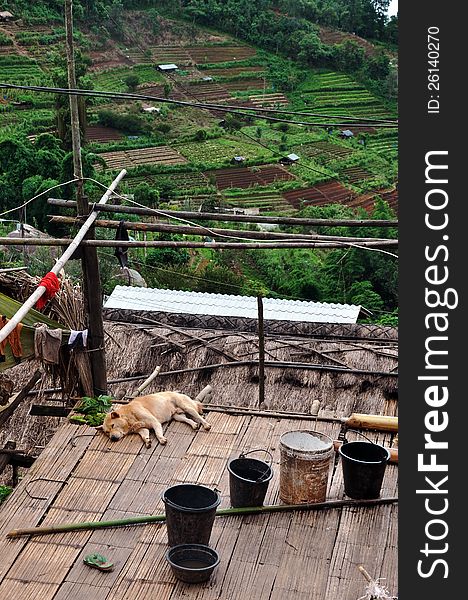 A rural dog with terraced field scene