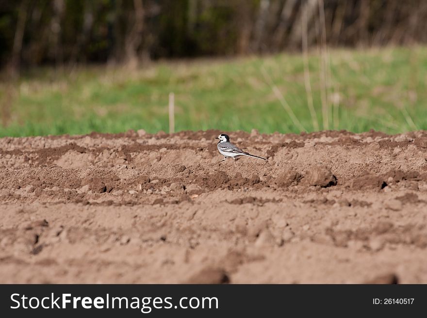 White wagtail bird