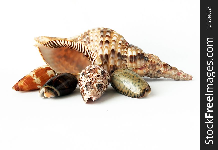 Shell isolated on white background. Shell isolated on white background
