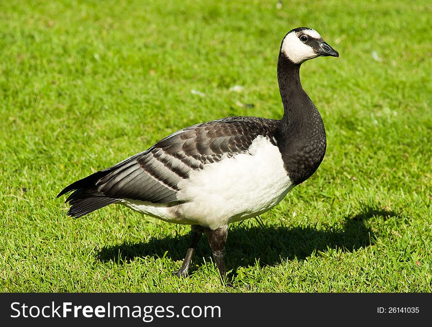 Shot taken of a black and white goose