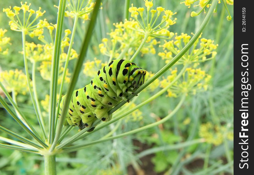 Machaon Caterpillar