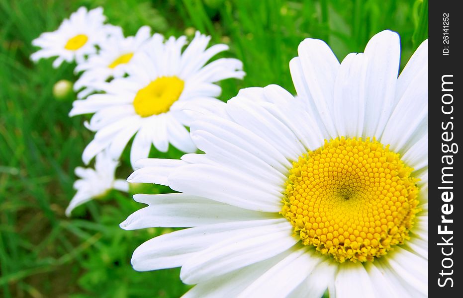 White daisies growing in number