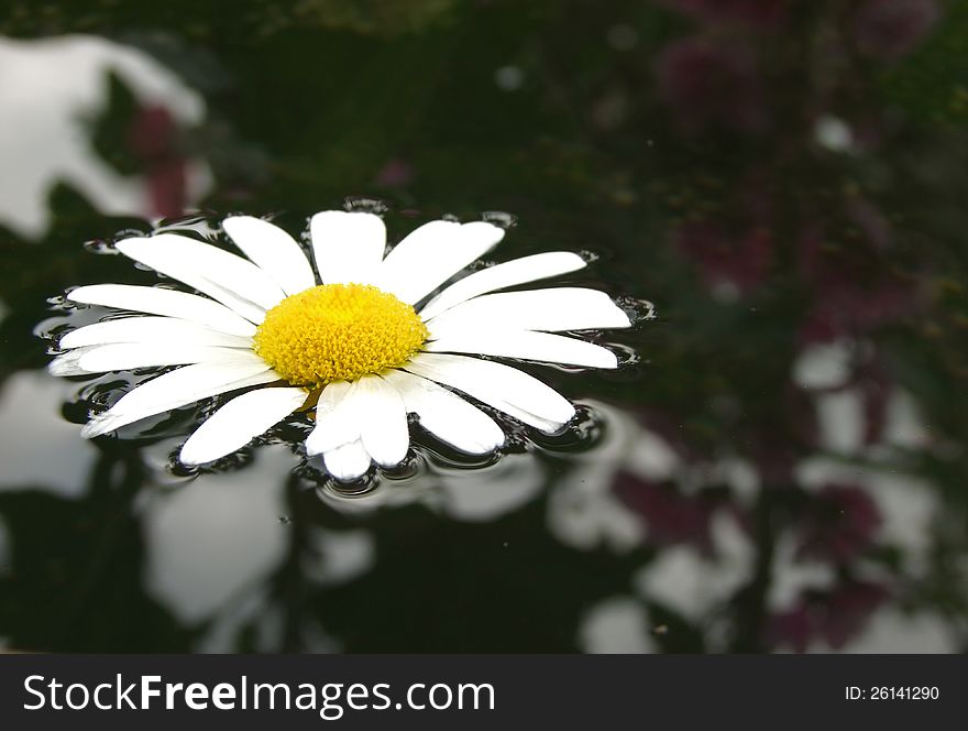 Chamomile On The Water