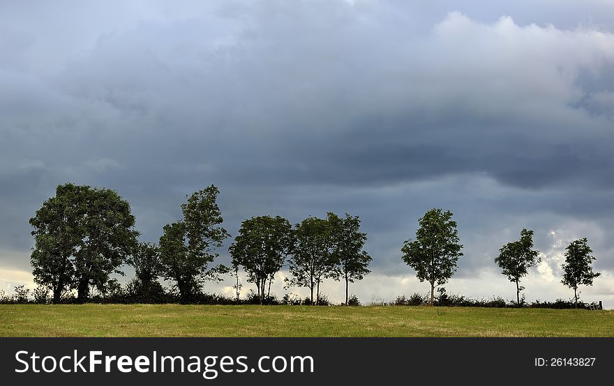 Row of trees a sullen sky