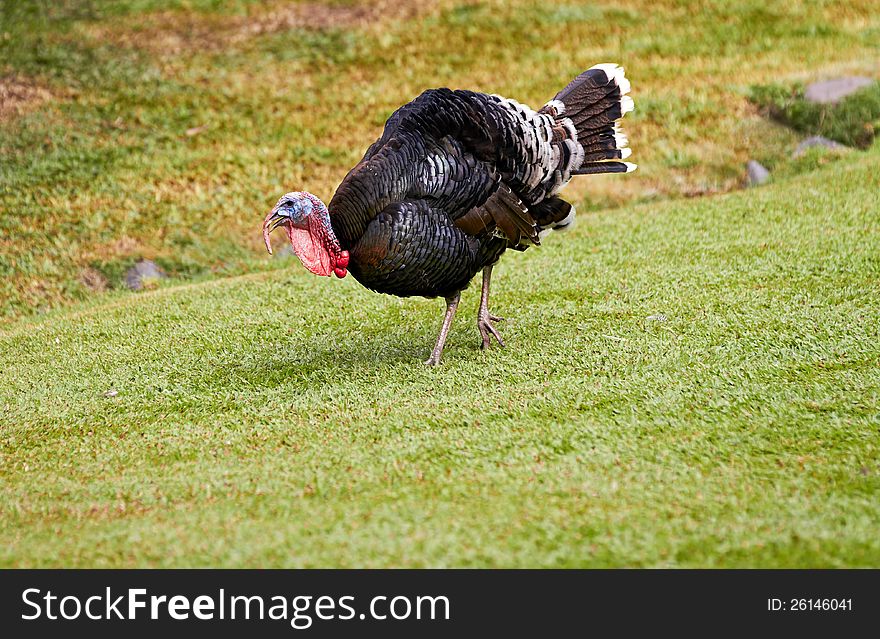 Gobbler (turkey) in nature surrounding, Bali, Indonesia. Gobbler (turkey) in nature surrounding, Bali, Indonesia