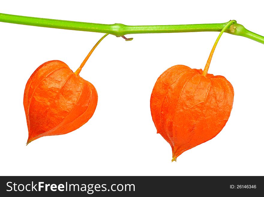 Branch of ground-cherry in the form of heart on white background