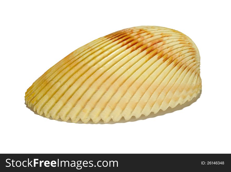 Beauty scallop isolated on white background