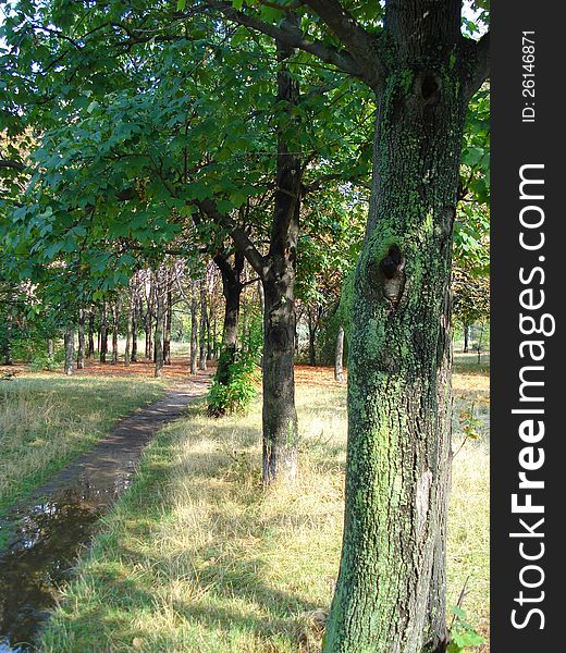 Footpath in a park, on the next day after raining