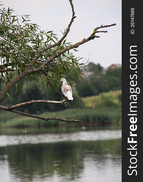 Pigeon On The Branch Of Pussy-willow