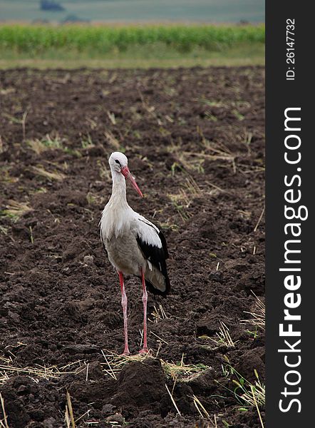 Stork White On The Fallow Field