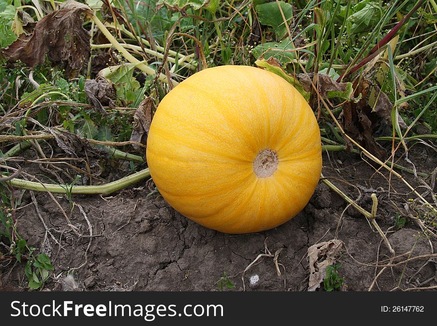 A pumpkin is grown for the receipt of nourishing seed and as a petfood. A pumpkin is grown for the receipt of nourishing seed and as a petfood