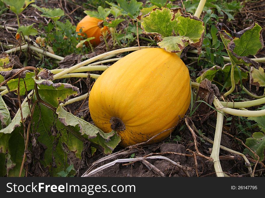 Pumpkin On A Water-melon