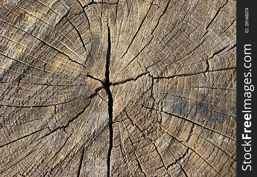 Pattern of dark wooden on a cut of a tree. Pattern of dark wooden on a cut of a tree