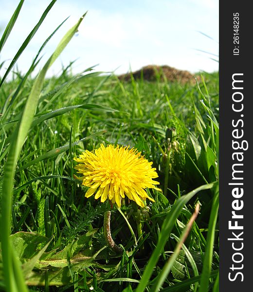 Unique dandelion on a background of a green grass. Unique dandelion on a background of a green grass