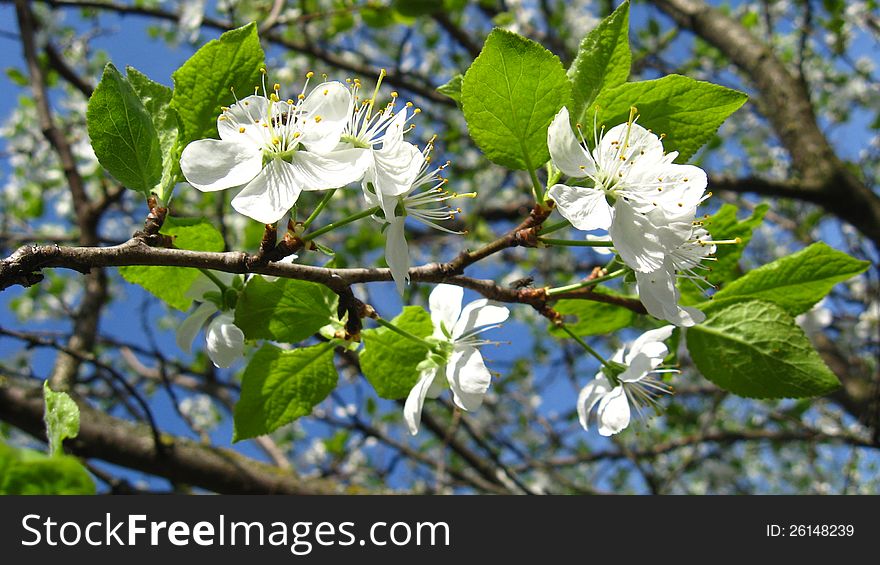 Blossoming tree of plum on a background of the blue sky