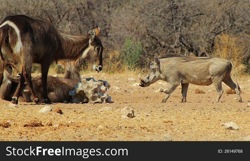 A Warthog approaches a Salt lick (rock) which is used by Waterbuck.  Photo taken on a Game Ranch in Namibia, Africa. A Warthog approaches a Salt lick (rock) which is used by Waterbuck.  Photo taken on a Game Ranch in Namibia, Africa.