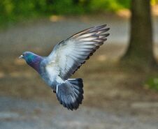 Dove In Flight Royalty Free Stock Photos Dove In Flight Royalty Free Stock Photos