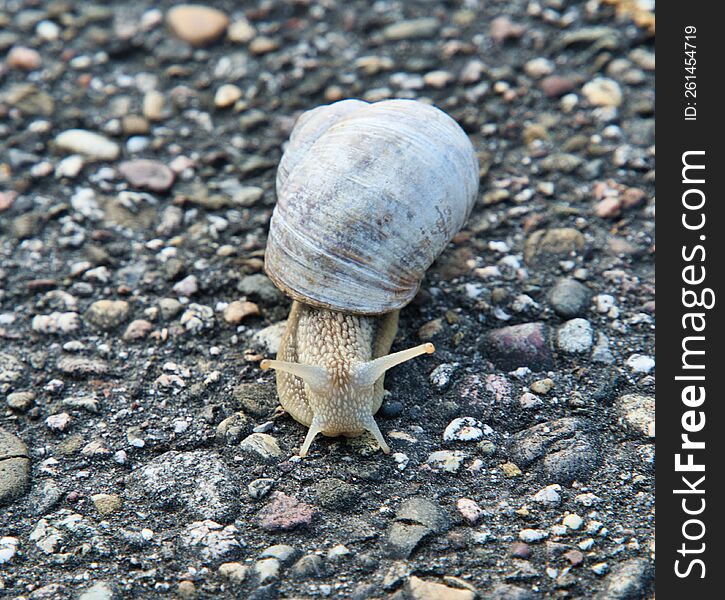 snail on the road over stones. snail on the road over stones