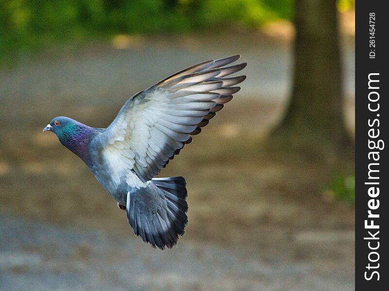 dove with white gray wings and green head. dove with white gray wings and green head