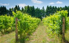 Vineyard Of Sunny Day Stock Photo Vineyard Of Sunny Day Stock Photo