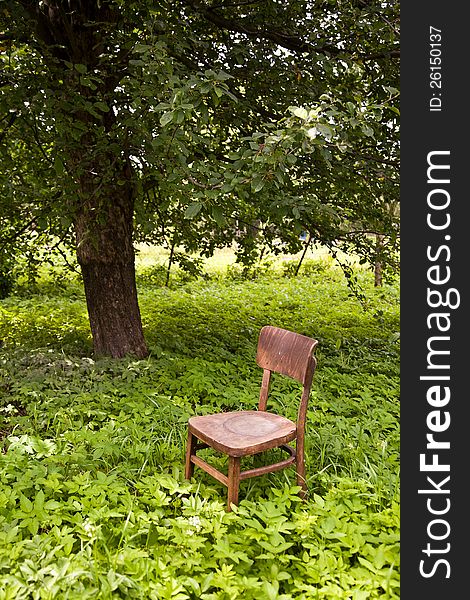 A view of a wooden chair under a huge tree