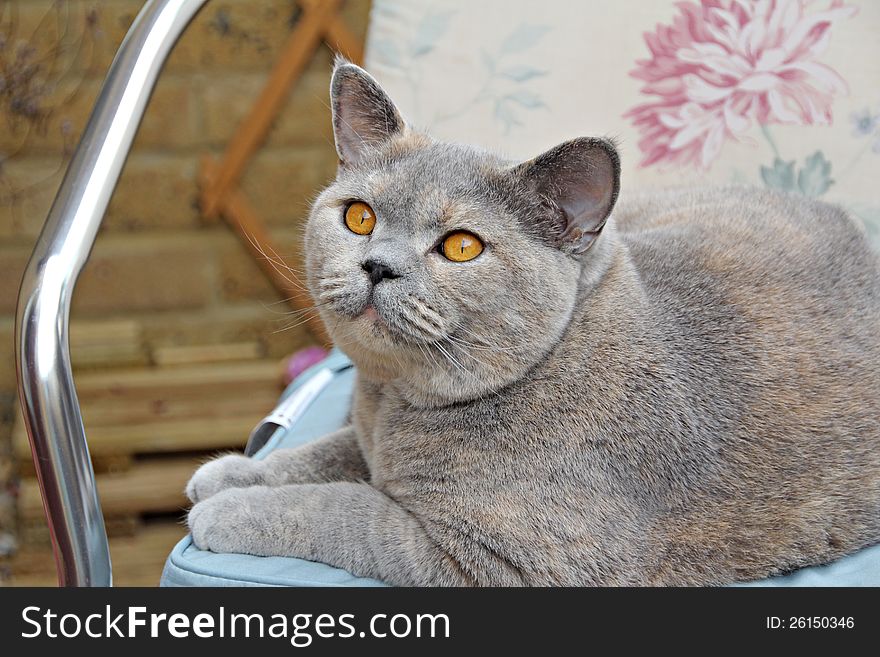 Photo of a beautiful pedigree british shorthair cat resting on her favourite chair!. Photo of a beautiful pedigree british shorthair cat resting on her favourite chair!