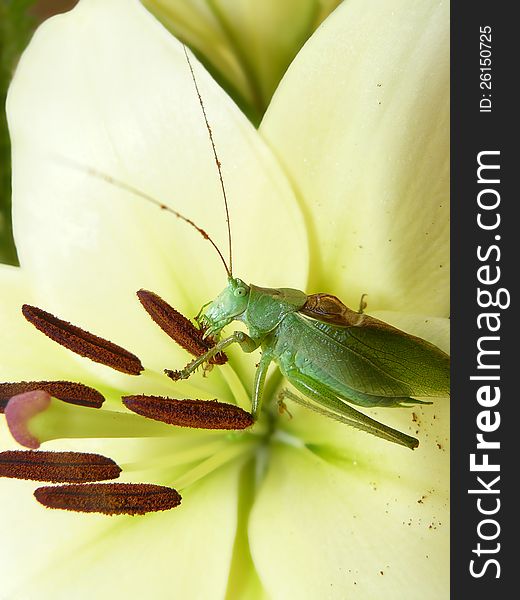 Green grasshopper sits on a flower