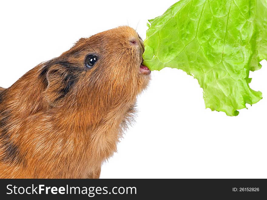 The guinea pig eats a green lettuce leaf on a white background. The guinea pig eats a green lettuce leaf on a white background