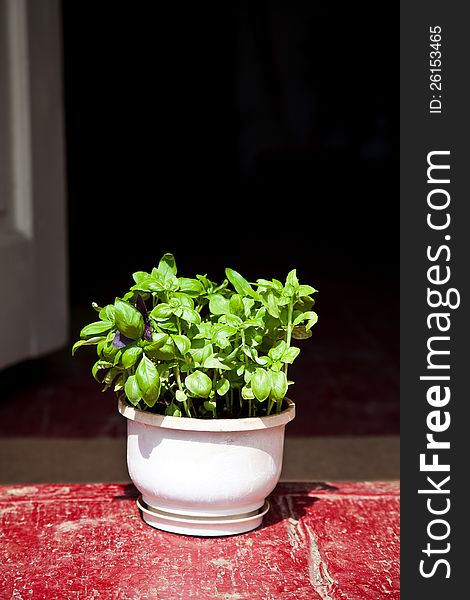 Basil Herbs in Clay Planter, outdoor photography