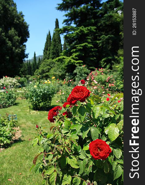 Beautiful red roses bush in botanical garden at summer day. Beautiful red roses bush in botanical garden at summer day