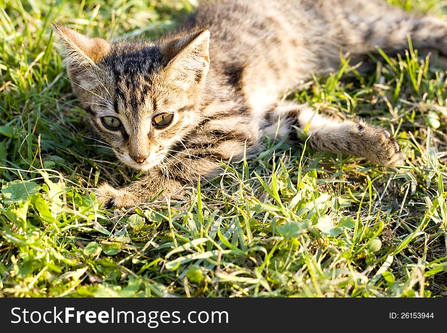 Funny cats-beautiful young cat