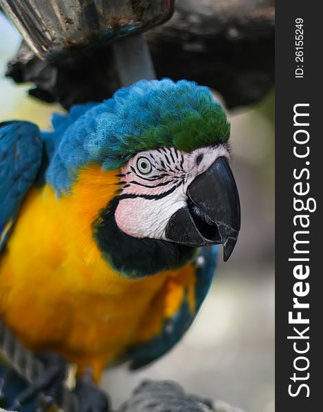 Blue and yellow macaw sitting on a piece of wood. Blue and yellow macaw sitting on a piece of wood.