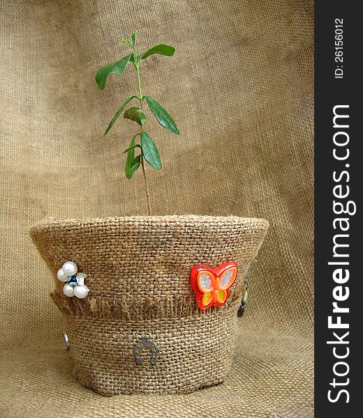 Sprout of a feijoa in a flowerpot on a brown background