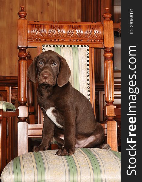 Cute brown puppy portrait sits on the chair