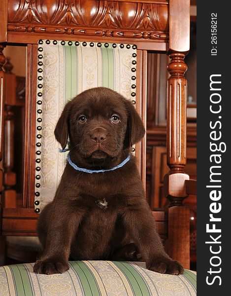 Lovely puppy of labrador retreiver chocolate color sits on the chair and looking at camera. Lovely puppy of labrador retreiver chocolate color sits on the chair and looking at camera