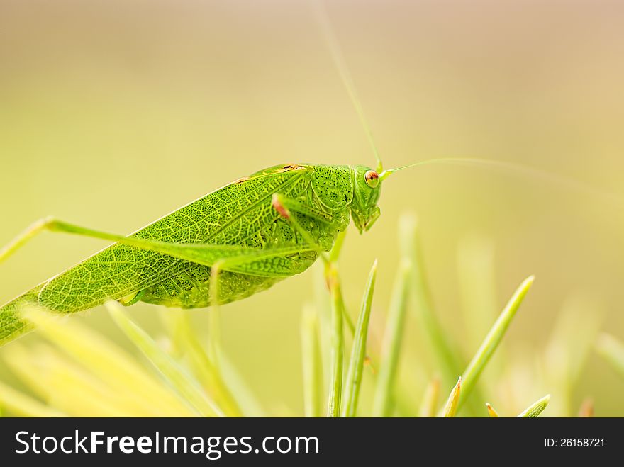 Grasshopper is a list of the grass, close-up