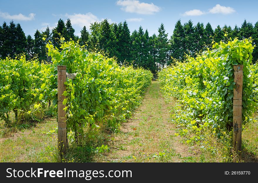 Closeup of rows of vines bearing grapes on a sunny day. Closeup of rows of vines bearing grapes on a sunny day