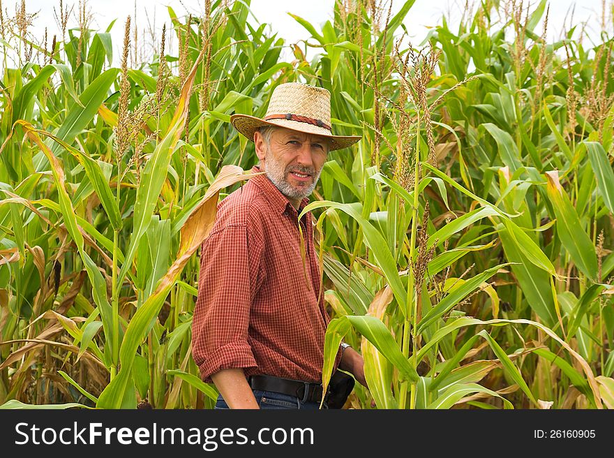 Farmer looks at the corn cobs on his field. Farmer looks at the corn cobs on his field
