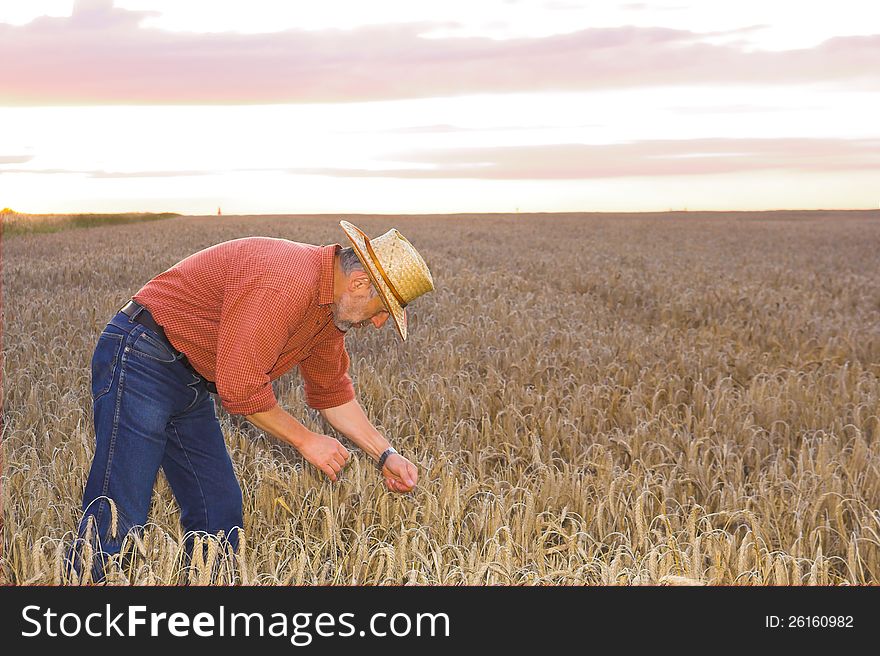 Farmer checks ears of wheat growing on his field on the morning before the harvest. Farmer checks ears of wheat growing on his field on the morning before the harvest