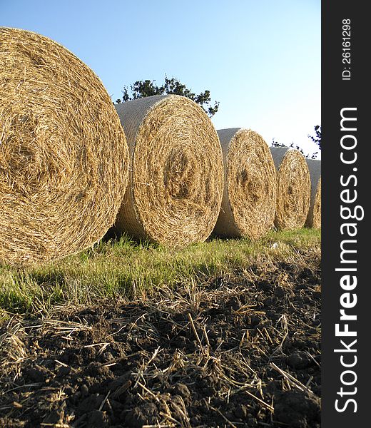 Sheaf of cereals after harvest. Sheaf of cereals after harvest