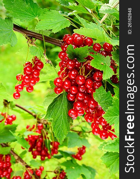 Closeup of fresh red currants