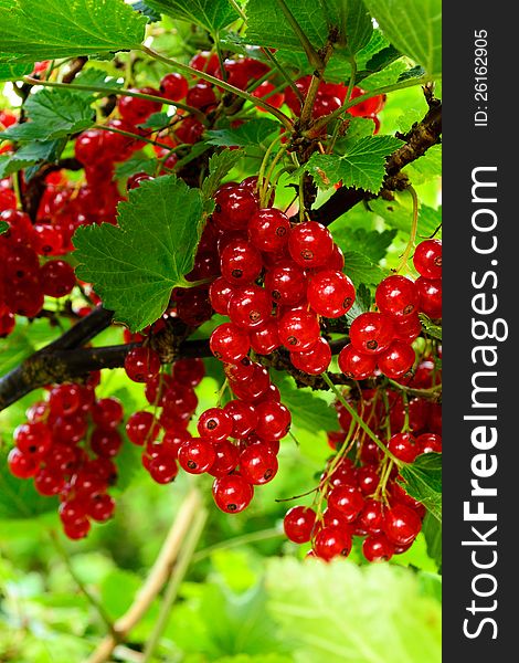 Shiny red currants in  august