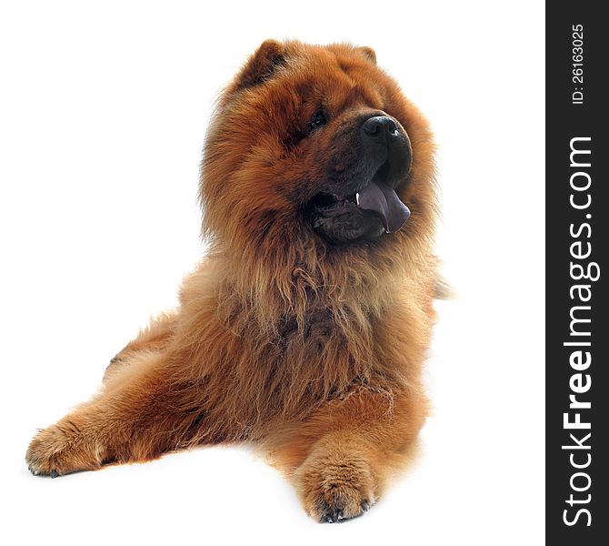 Chow-chow in front of a white background