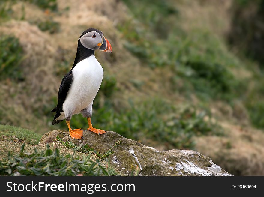 A Puffin from the Isle of Lunga, off the coast of Mull, west Scotland. A Puffin from the Isle of Lunga, off the coast of Mull, west Scotland.