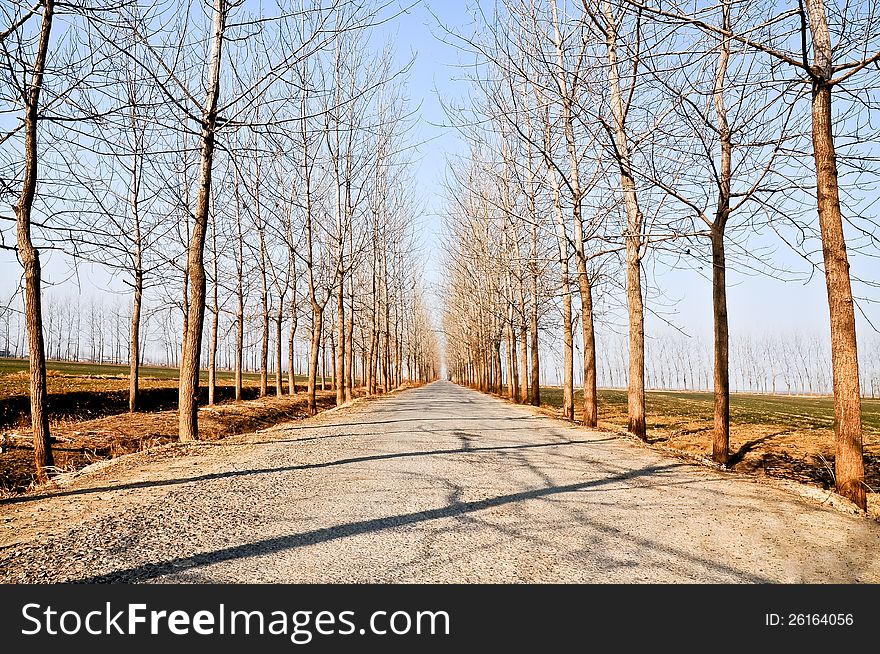 China's rural winter forest road