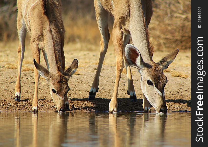 Kudus cow and calf drinking water. Photo taken in Namibia, Africa. Kudus cow and calf drinking water. Photo taken in Namibia, Africa.