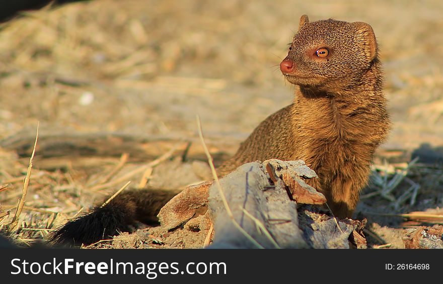 Adult Slender Mongoose sitting in the sun.  Photo taken on a game ranch in Namibia, Africa. Adult Slender Mongoose sitting in the sun.  Photo taken on a game ranch in Namibia, Africa.