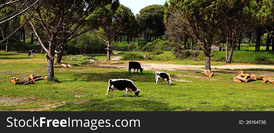 Cows grazing in the forest village