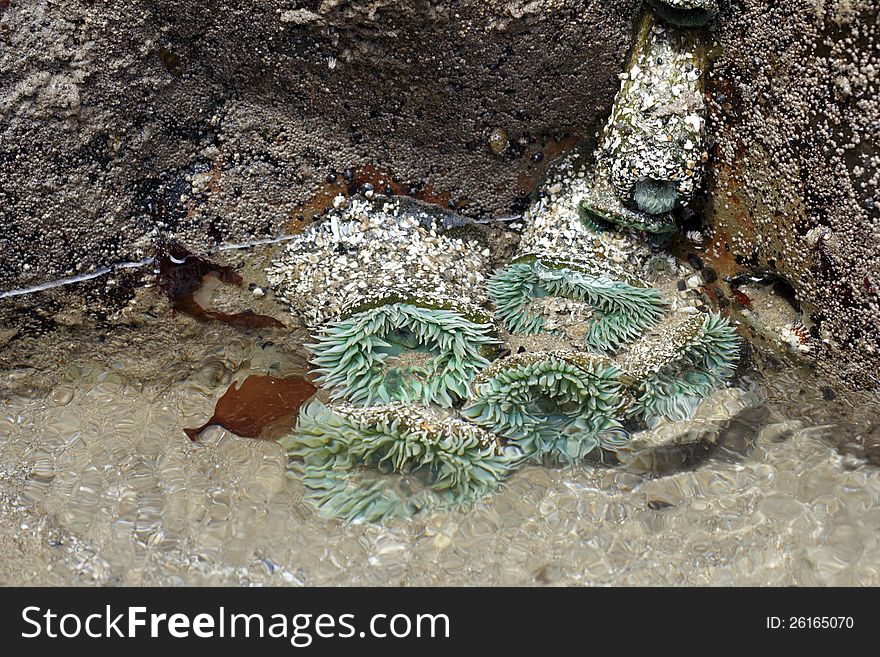 Several Oregon coast ocean dwelling sea anemones attached to rocks under flowing water in tide pools north of Manzanita in the Oswald West recreation area. Several Oregon coast ocean dwelling sea anemones attached to rocks under flowing water in tide pools north of Manzanita in the Oswald West recreation area.